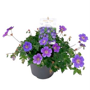 Afbeelding van VP Geranium P19 Rosanna. knop. bloei